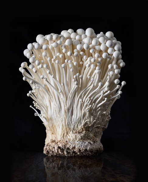 Энокитаке: грибы под снегом
