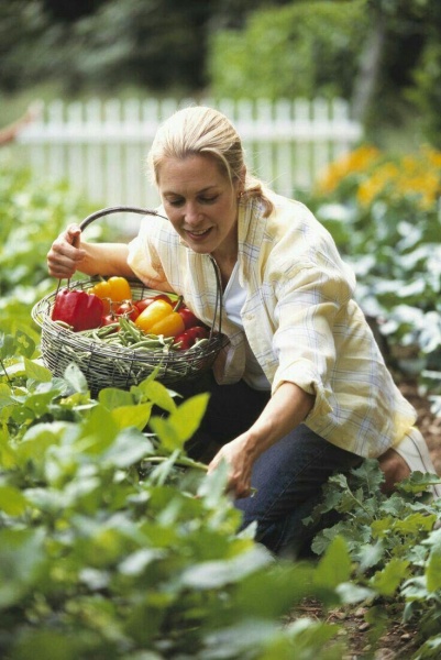 Огород сбережет Ваше здоровье, кошелек и окружающую среду