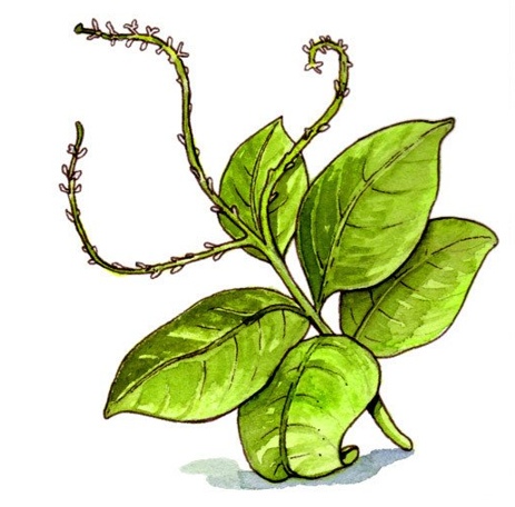 Петиверия луковая (Petiveria alliacea)