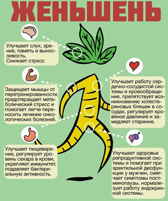 Женьшень11 Женьшень11