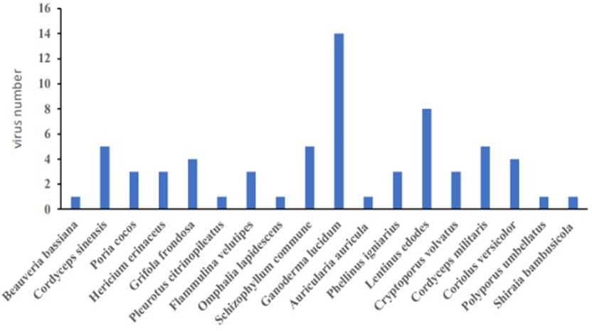 Грибы3 Грибы3