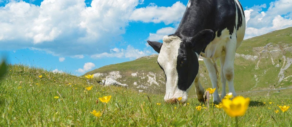 Говядина2 Говядина2