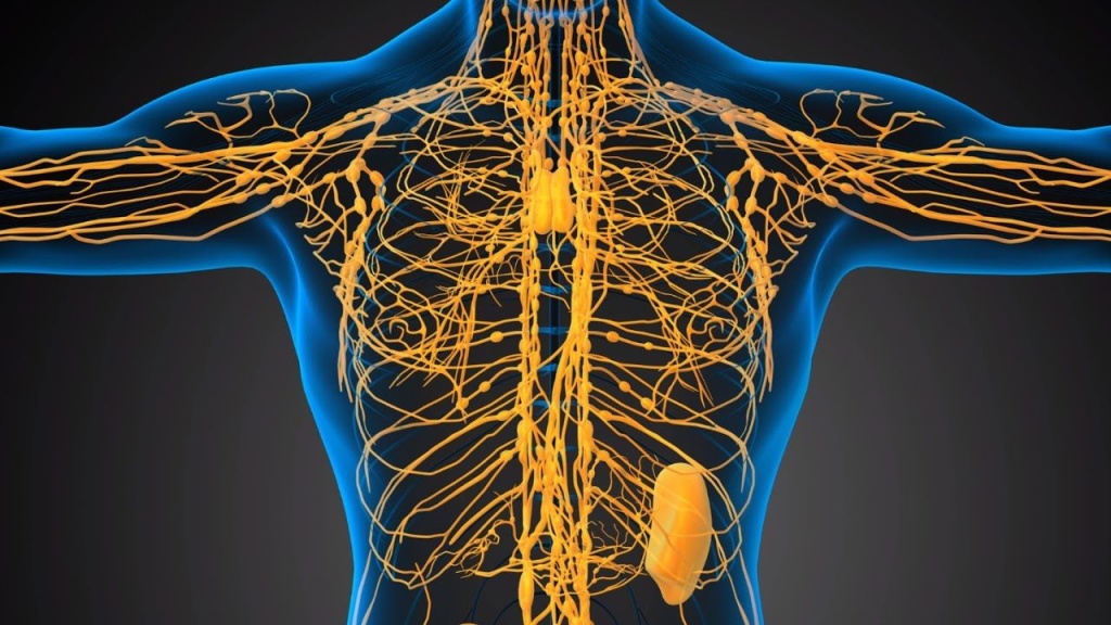 Лимфатическая система1 Лимфатическая система1