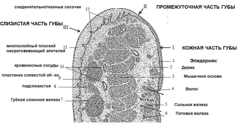 РакГубы2 РакГубы2