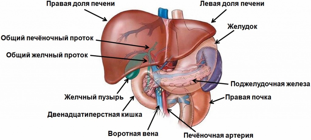 Что такое рак печени и как лечить онкологию печени современными методами