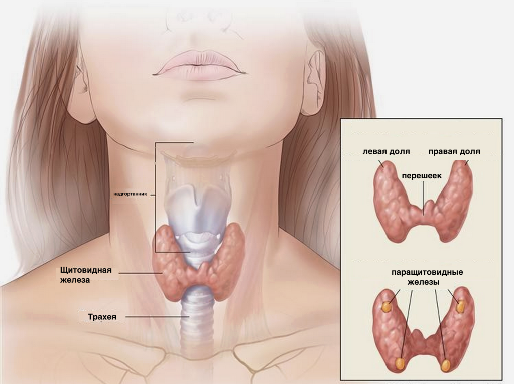 РакЩитовидной2