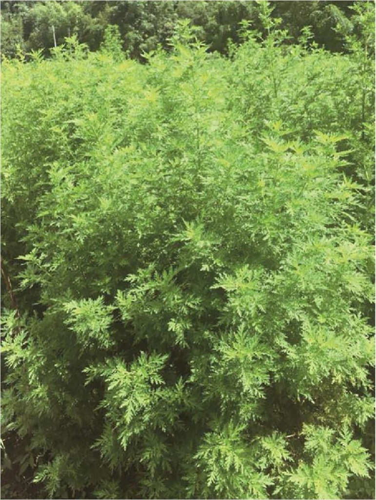 Артемизинин2 Артемизинин2