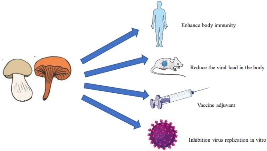 Грибы Грибы