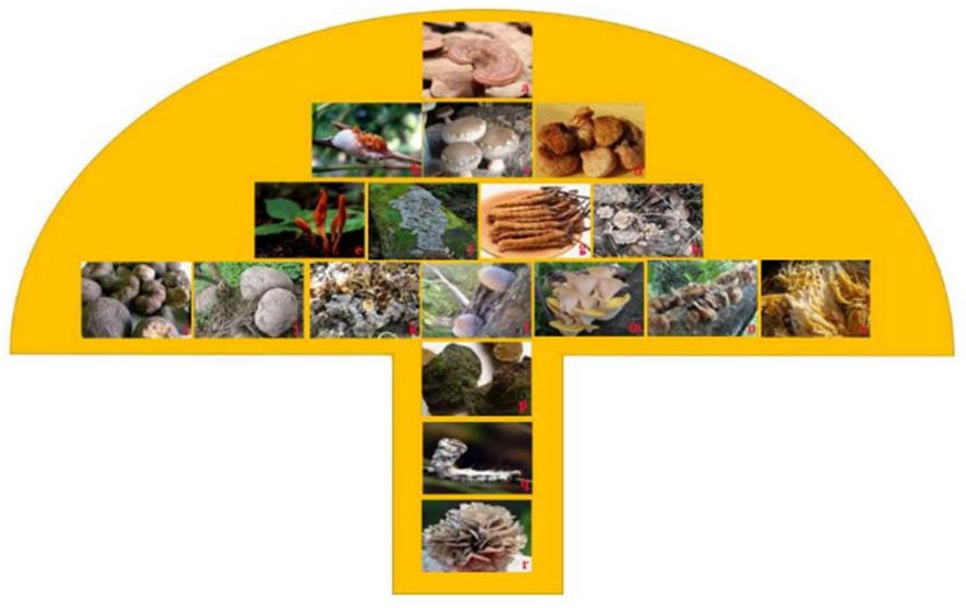 Грибы2 Грибы2