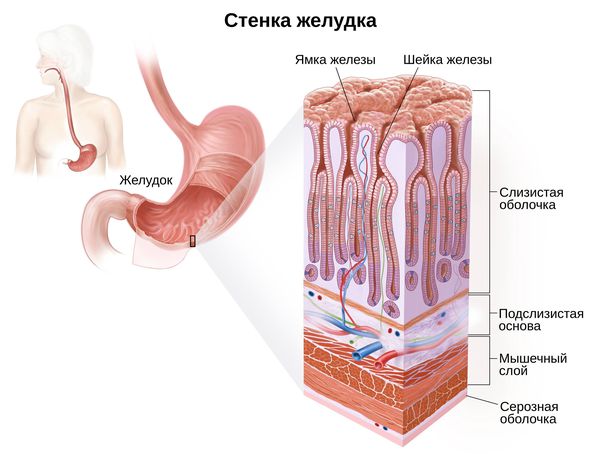 РакЖелудка2