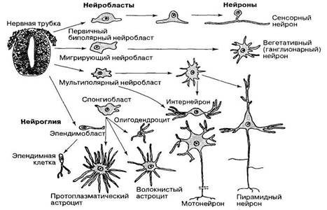 Нейробластома2 Нейробластома2