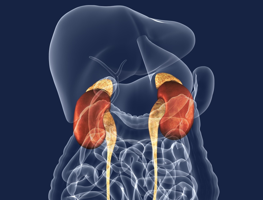 Надпочечники Надпочечники