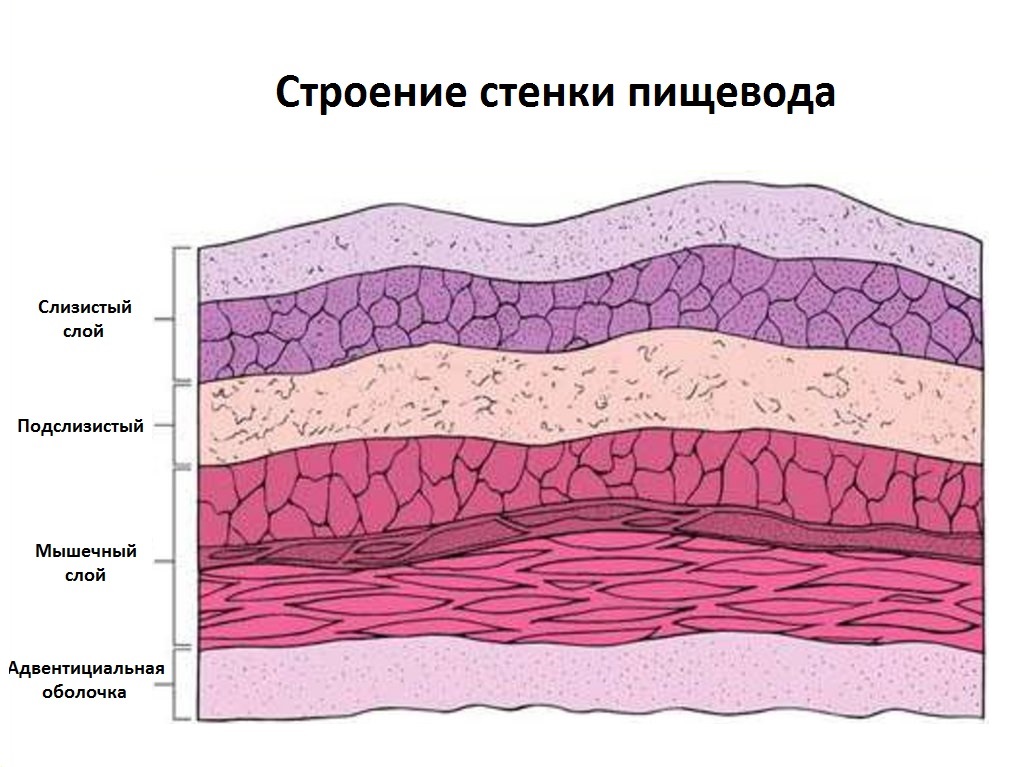 Слои стенки пищевода