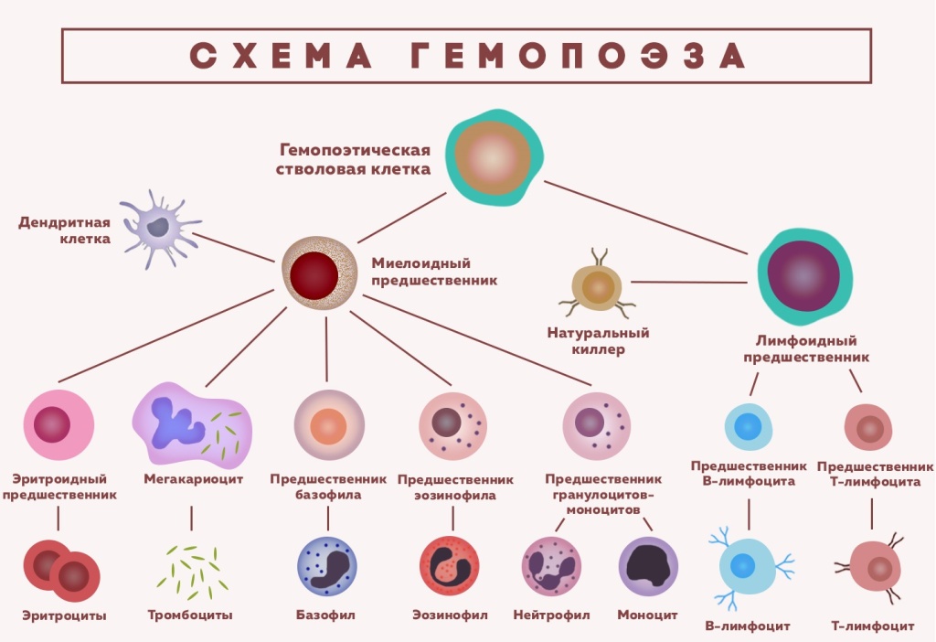 Лейкемия Лейкемия