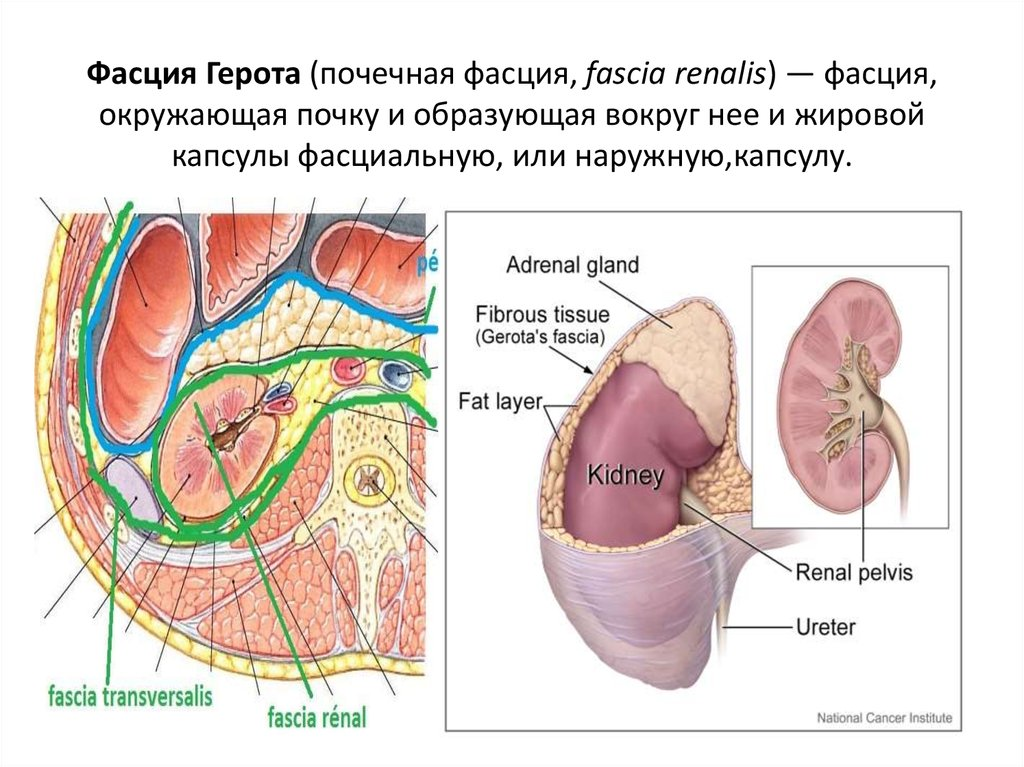 РакПочки12 РакПочки12