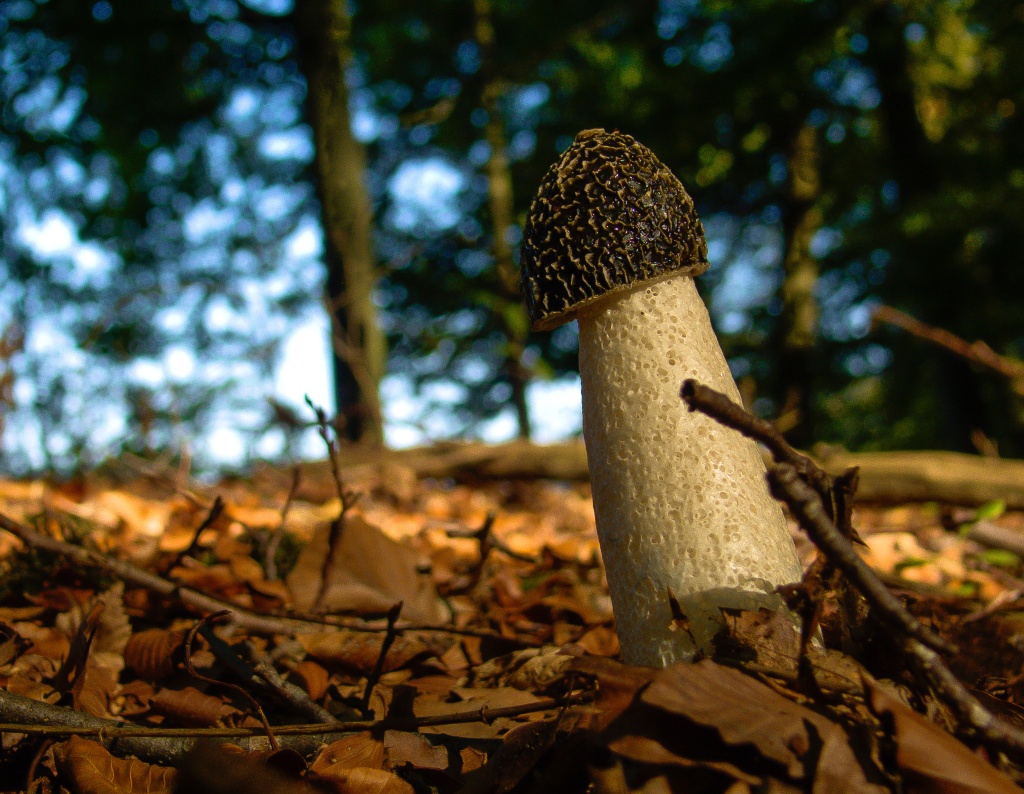 Веселка1 Веселка1