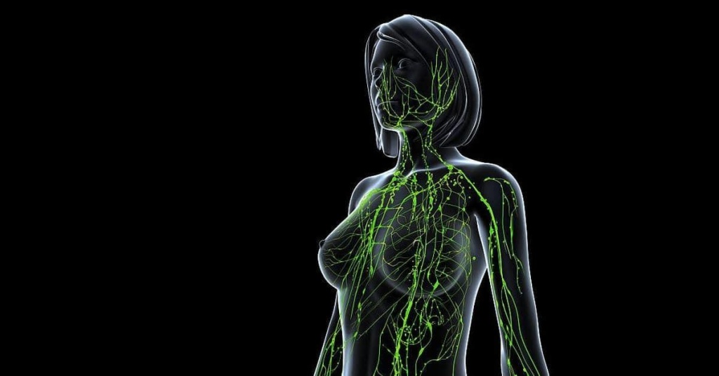 Лимфатическая система Лимфатическая система