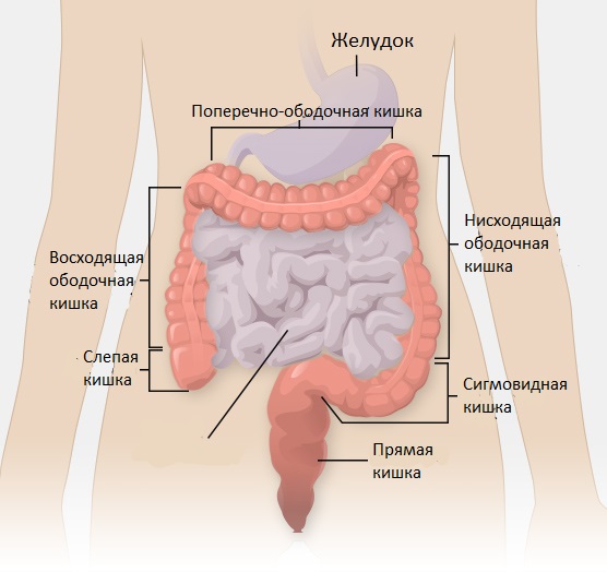 РакТолстойКишки