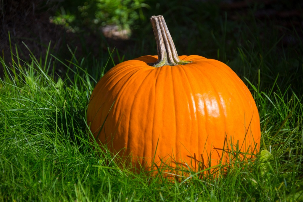 Тыква Тыква