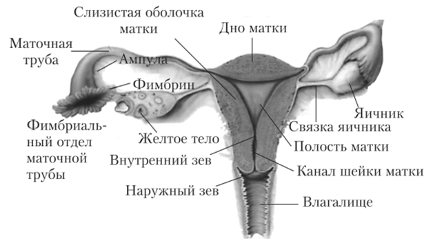 РакЯичников