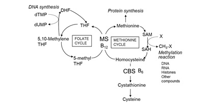 Хлорелла12 Хлорелла12