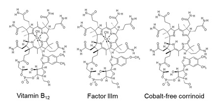 Хлорелла14 Хлорелла14