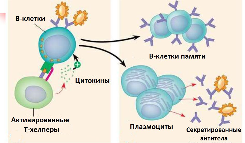 МиеломнаяБолезнь11 МиеломнаяБолезнь11