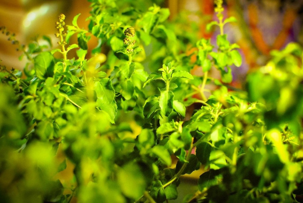 Туласи Туласи