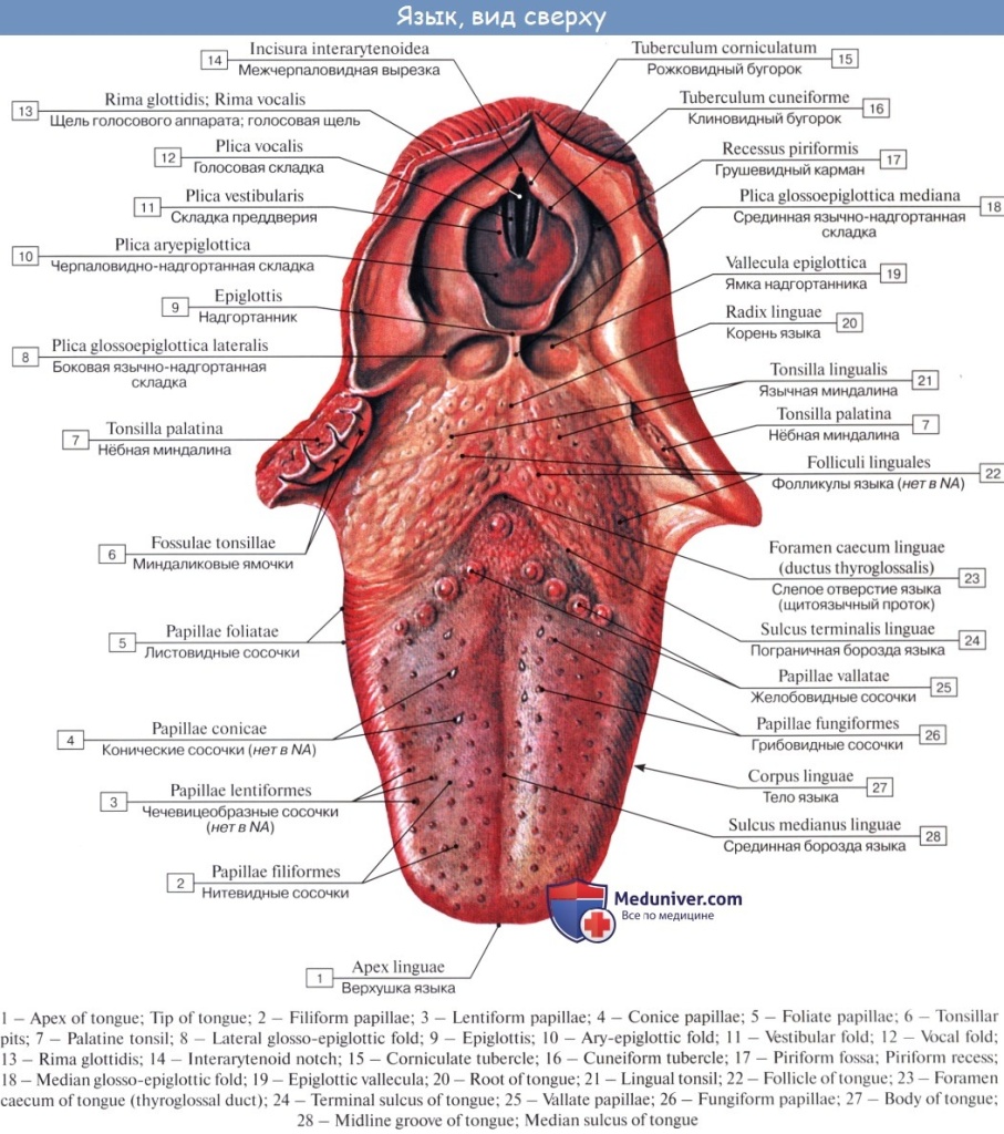 РакЯзыка РакЯзыка