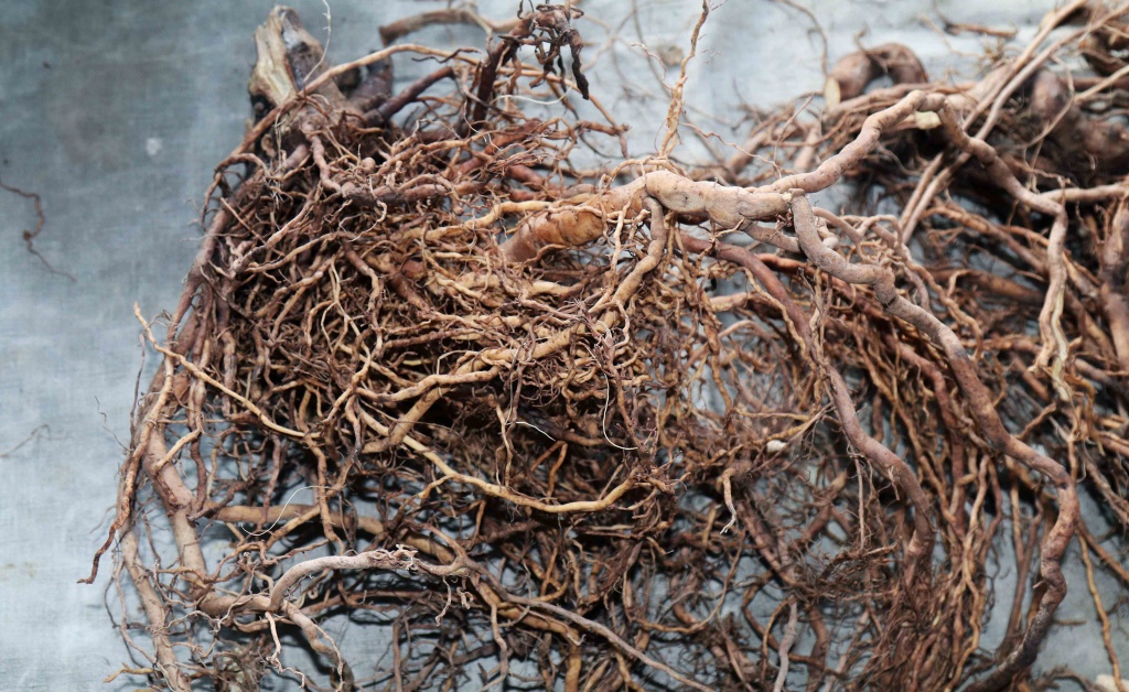 КореньКавы КореньКавы