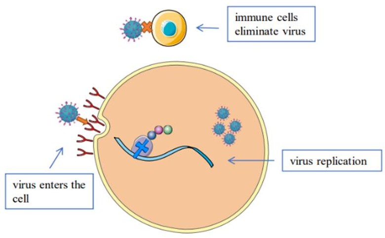 Грибы1 Грибы1