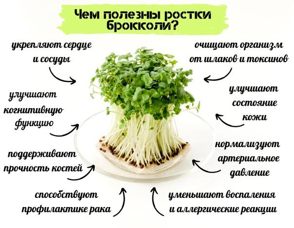 Болезни брокколи с фото и лечение