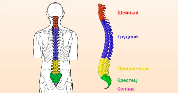 РакПозвоночника3 РакПозвоночника3