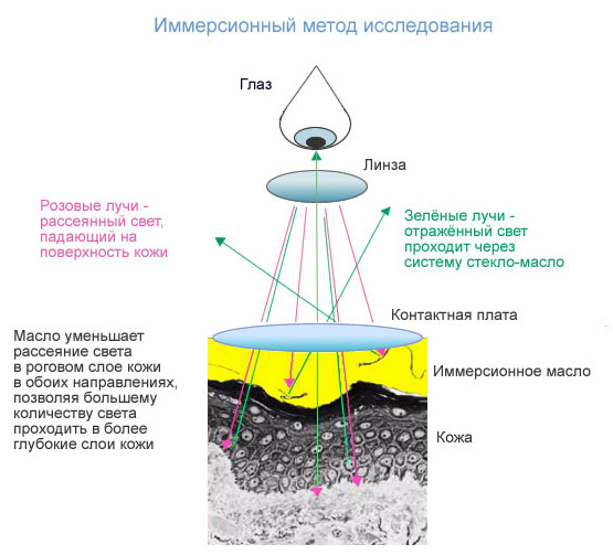 РакКожи10