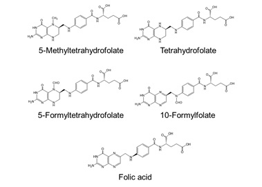 Хлорелла13 Хлорелла13