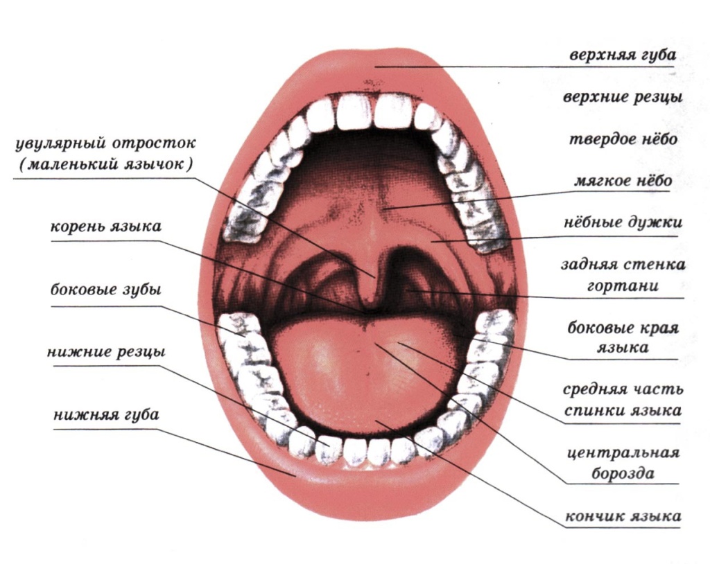 РакРта5 РакРта5