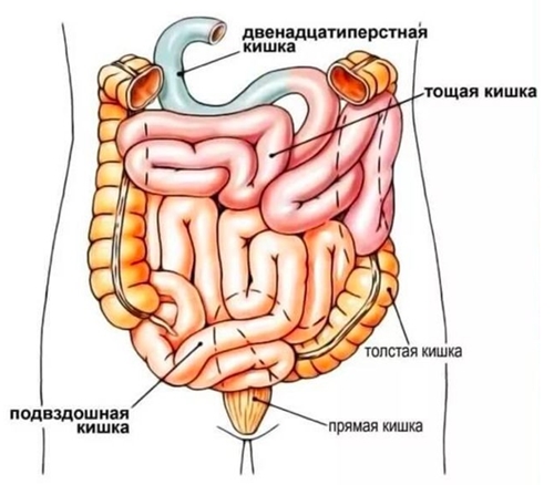 РакТонкойКишки РакТонкойКишки